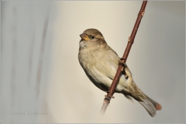 <p>VRABEC DOMÁCÍ (Passer domesticus) /House sparrow – Hausperling/</p>